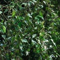 Hopea brevipetiolaris (Thwaites ex Trimen) P.S.Ashton